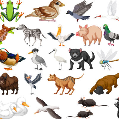 Animals and Their Homes: Fun Facts for Kids